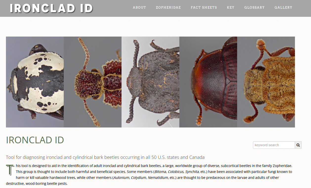 Release of Ironclad ID to ITP’s dynamic platform